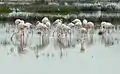 Flamants roses à Sebkha Sijoumi