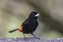 Un mâle