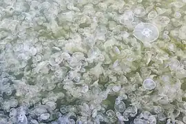 Pullulation d'Aurelia aurita en Allemagne.