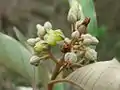 Vismia guianensis.