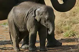 Éléphanteau du Sri Lanka dans le Parc national d'Udawalawe.