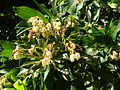 Floraison.
