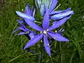 Détail de l'inflorescence.