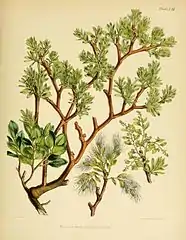 Misodendrum brachystachyum.