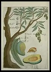Mangue et manguier