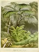 Acanthophoenix crinita H.Wendl.