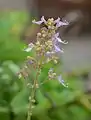 Fleurs