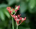 Fleur de Jatropha podagrica.