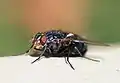 Vue rapprochée d'une Calliphora vicina.
