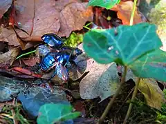 Geotrupes stercorarius qui s'apprête à voler.