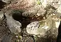 Vasque de la fontaine