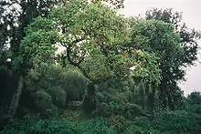 Forêt équatoriale du mont Kenya (Kenya)