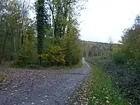 Image illustrative de l’article Forêt de la Londe-Rouvray
