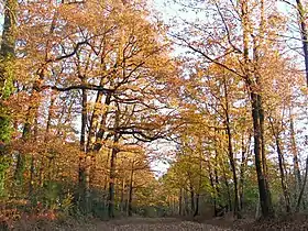 Image illustrative de l’article Forêt de Mervent-Vouvant