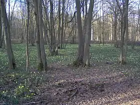 La forêt de Sénart à Tigery.