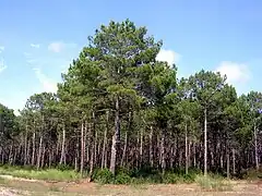 Forêt domaniale de Mimizan à Lespecier.