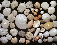 Tests de foraminifères de Ngapali, Myanmar. Largeur de champ = 5,22&nbsp;mm.