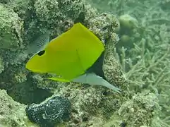 aux Maldives