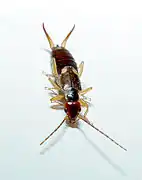 Forficula auricularia (Dermaptera).