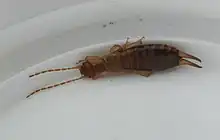 Forficula lesnei