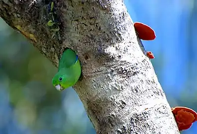 Nid en cavité de Toui de Spix(Forpus xanthopterygius).
