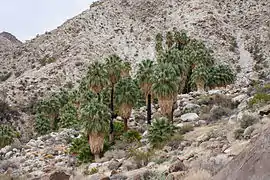 L'oasis Fortynine Palms