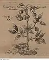 Illustration extraite de Georgica Curiosa Aucta (1695) de Wolf Helmhardt von Hohberg (de).
