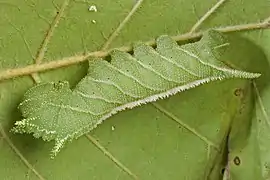 La chenille du sphinx à quatre cornes.