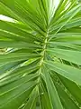 Feuille