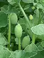 Les fruits du Ecballium elaterium sont de véritables bombes végétales.