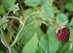 Fructification du Fraisier musqué