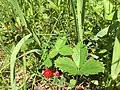 Fraises