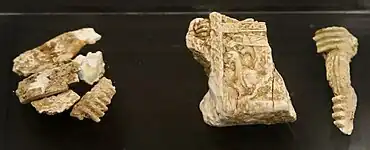 Fragments  d'un cercueil en ivoire