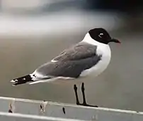 Mouette de Franklin ou  Leucophaeus pipixcan