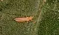 Frankliniella occidentalis