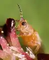 Frankliniella occidentalis