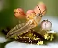 Frankliniella occidentalis