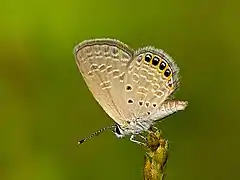 Freyeria putli
