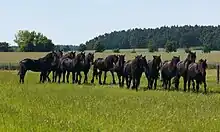 Groupe de chevaux noirs