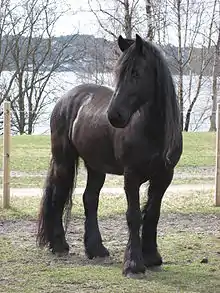 Cheval noir, en fond, un lac