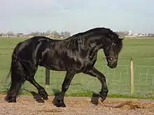 Vue d'un cheval noir de profil.