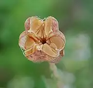 Fruit mature.