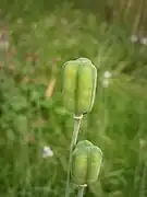 Capsules fructifères.