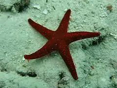 Spécimen des Maldives.