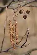 Fleurs mâles (chaton) et fleurs femelles.