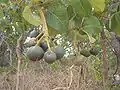 Le fruit sur l'arbre.