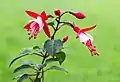 Fuchsia 'Twinny'.