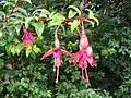 Le fuchsia de Magellan est abondamment planté dans les haies d'Irlande.