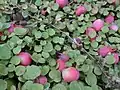 Plante en fruits