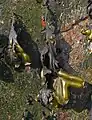 Outre les réceptacles terminaux, le varech spiralé présente des boursouflures irrégulières qui sont de simples décollements internes.